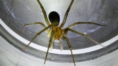 Así es la araña violinista que inocula un veneno